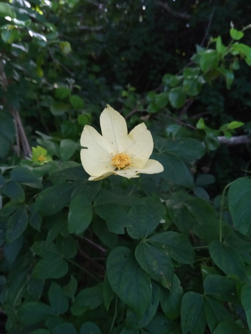 Dalechampia subternata