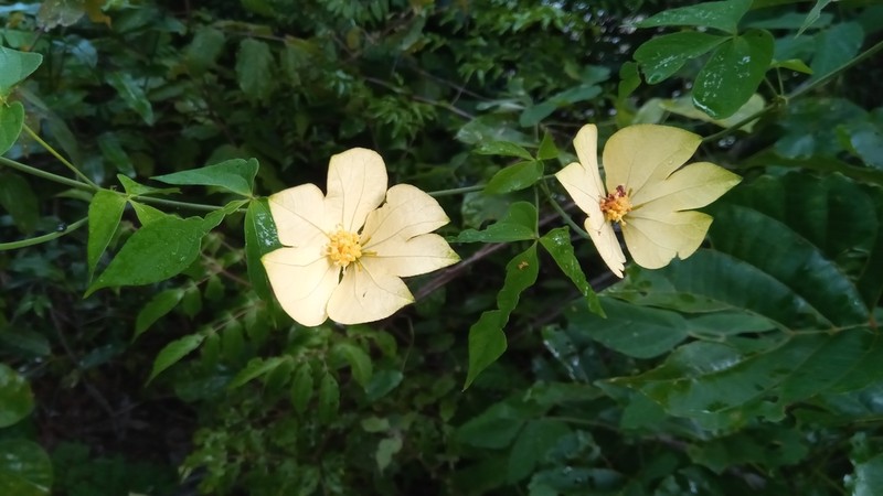 Dalechampia subternata photo 2