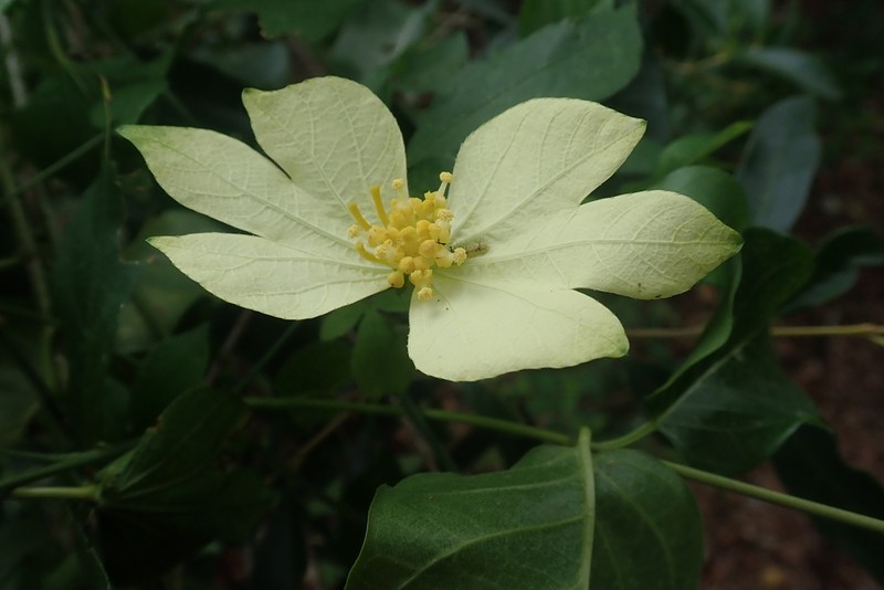 Dalechampia subternata photo 3