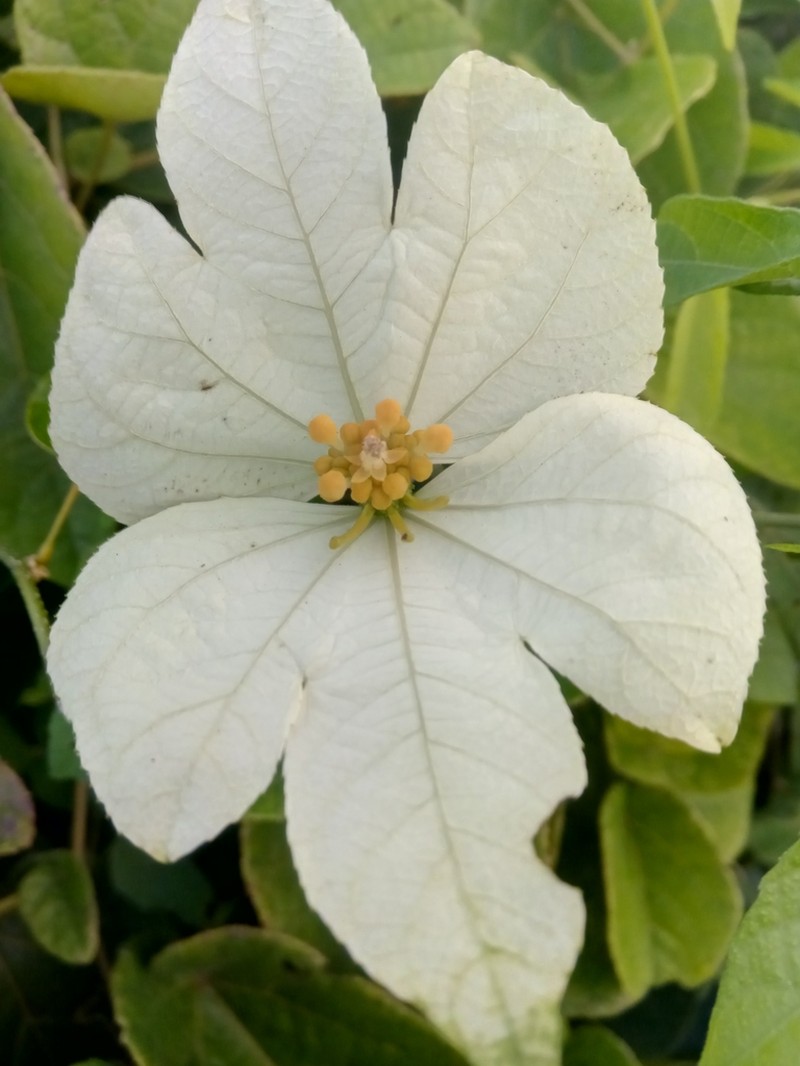 Dalechampia subternata photo 4