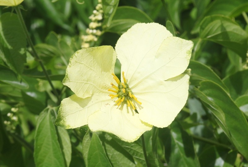 Dalechampia subternata photo 5