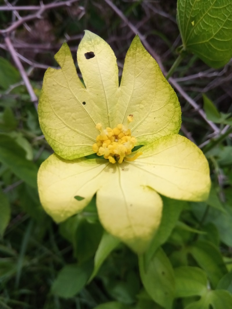 Dalechampia subternata photo 7