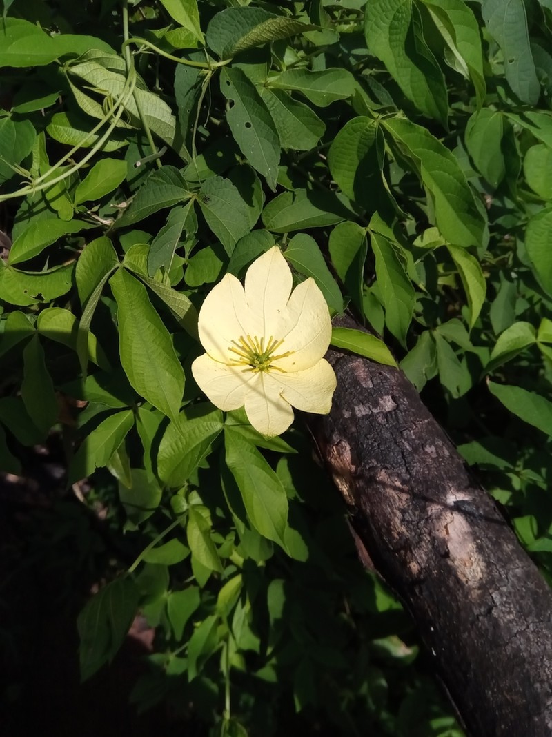 Dalechampia subternata photo 8
