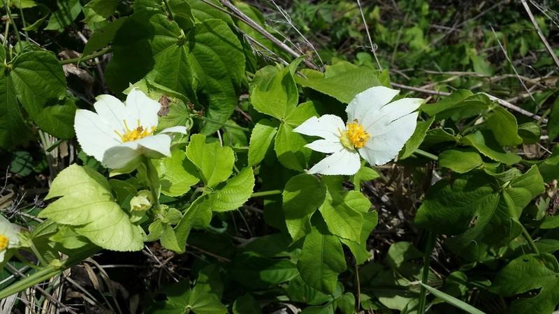 Dalechampia tamifolia