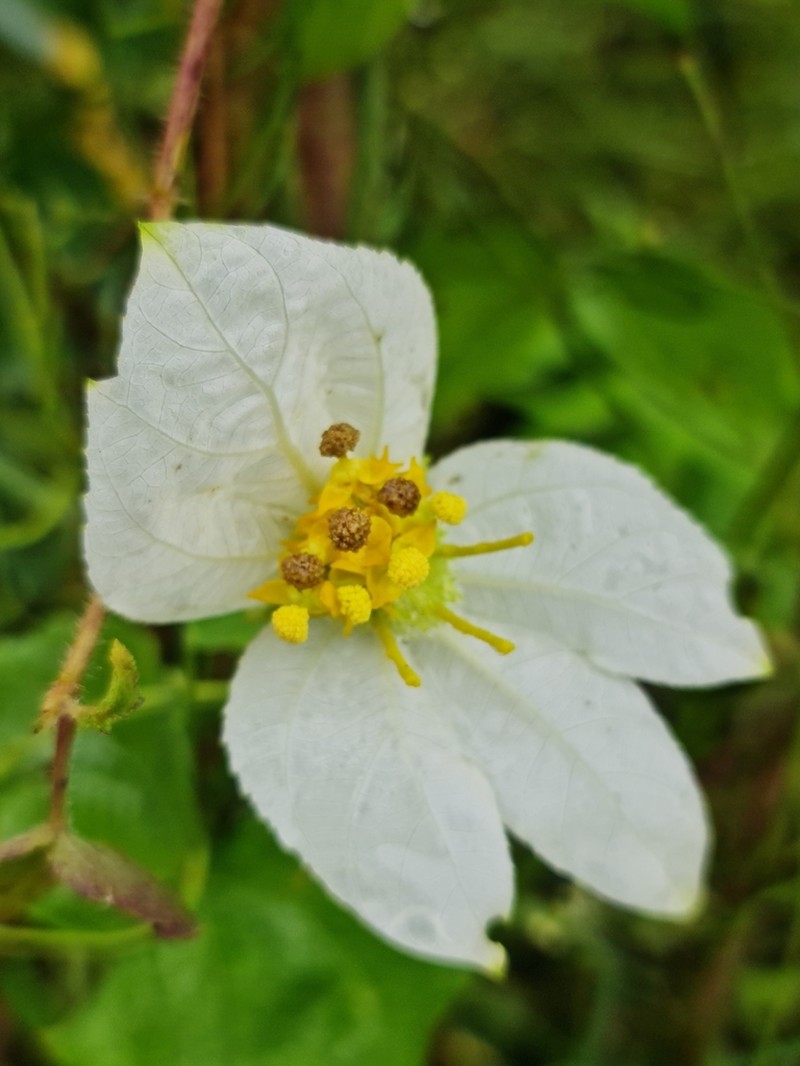 Dalechampia tamifolia photo 2