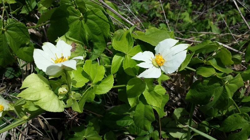 Dalechampia tamifolia photo 4