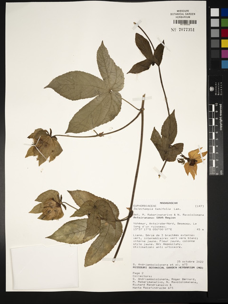 Dalechampia tamifolia photo 5