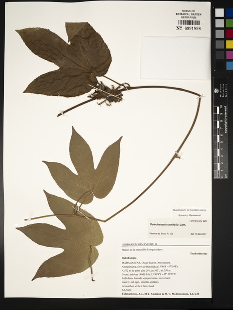 Dalechampia tamifolia photo 6