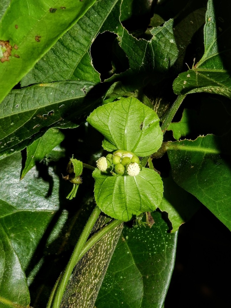 Dalechampia tenuiramea