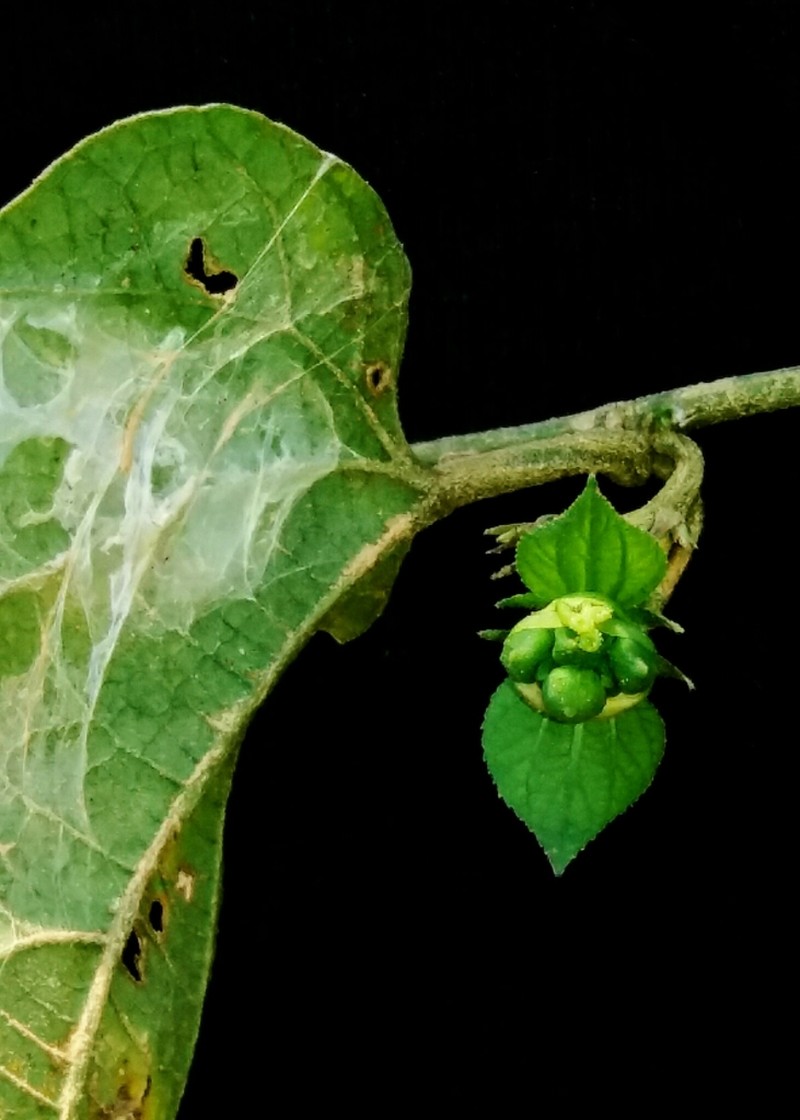 Dalechampia tenuiramea photo 2