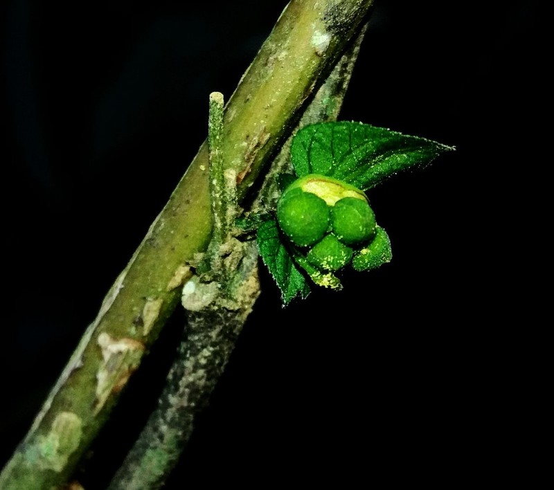Dalechampia tenuiramea photo 3