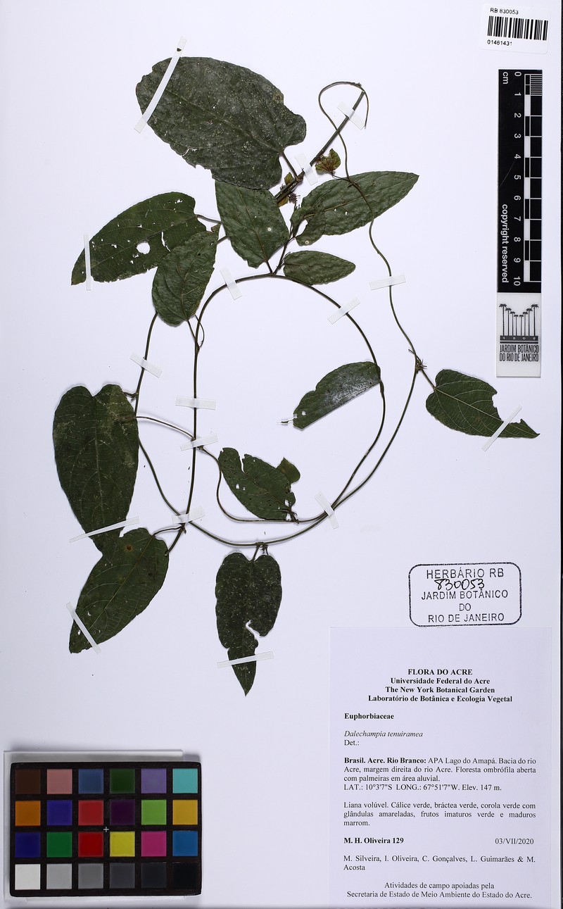 Dalechampia tenuiramea photo 4
