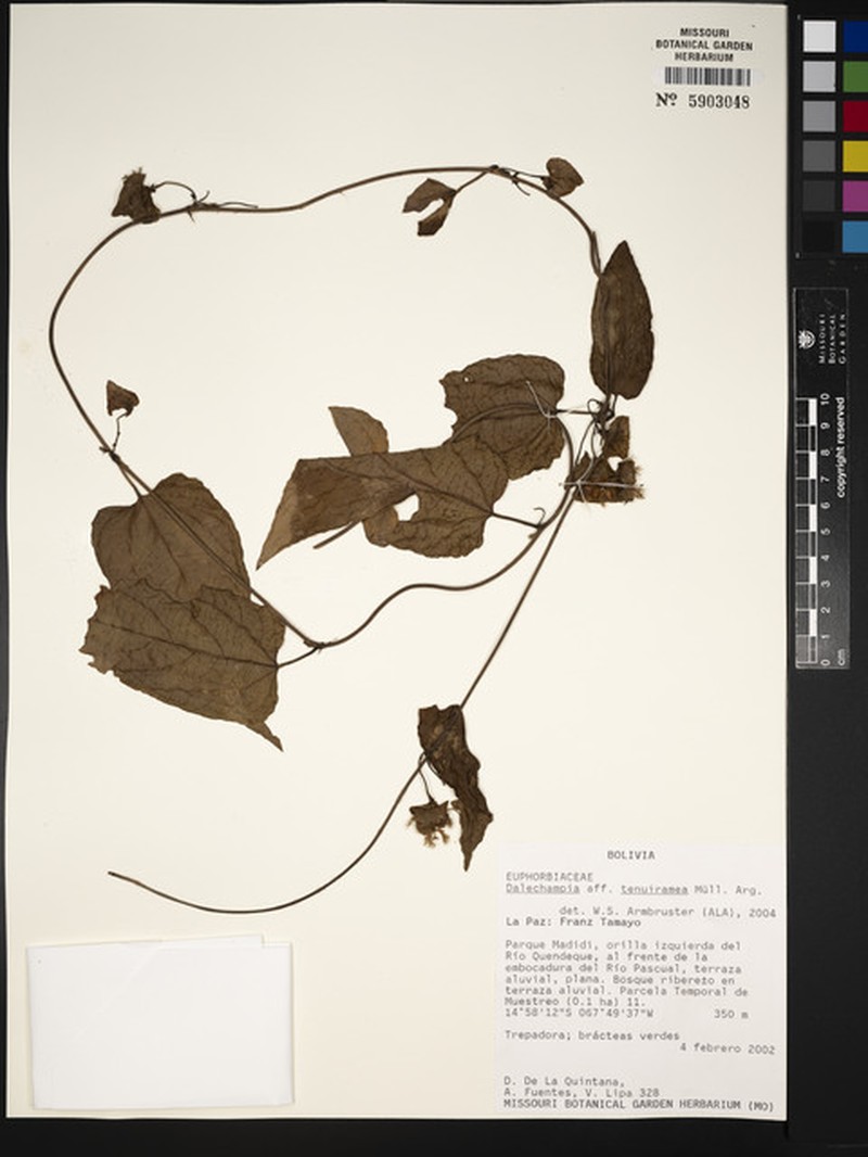 Dalechampia tenuiramea photo 6