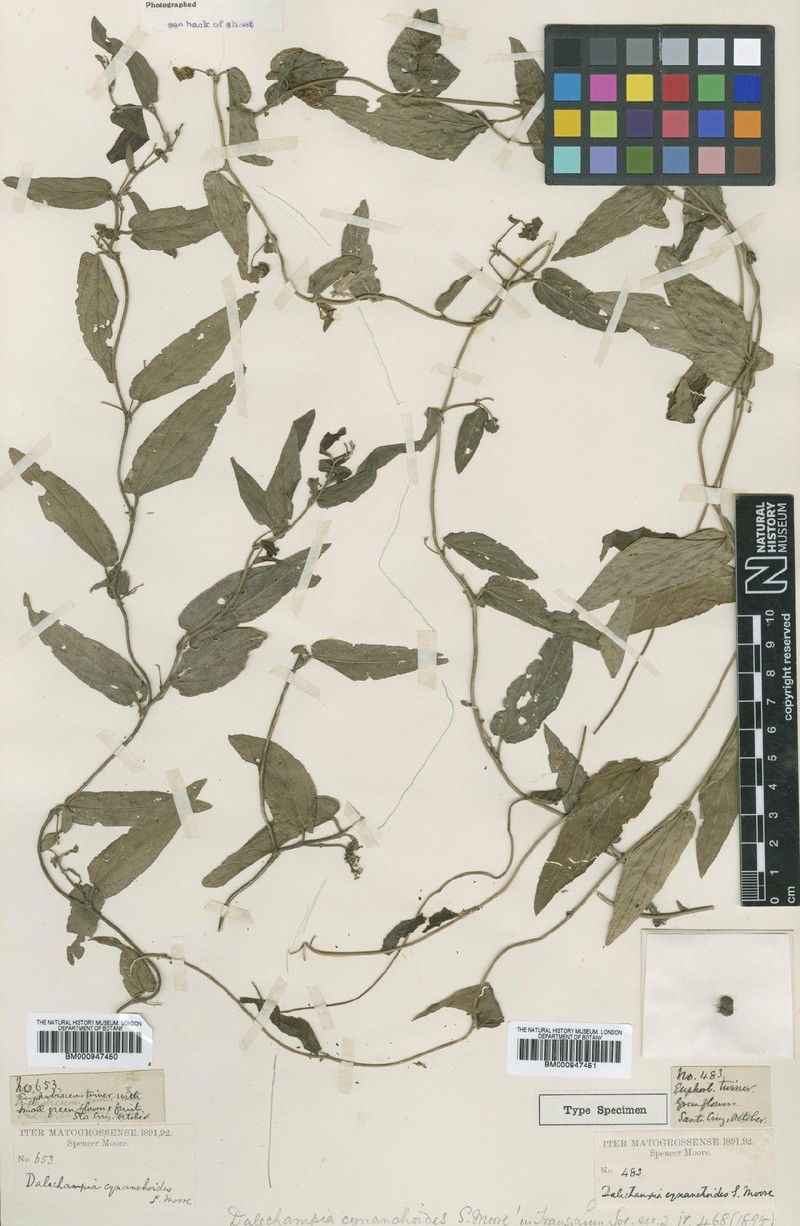 Dalechampia tenuiramea var. cynanchoides photo 2