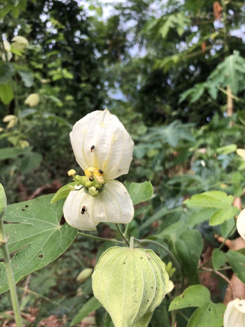 Dalechampia tiliifolia