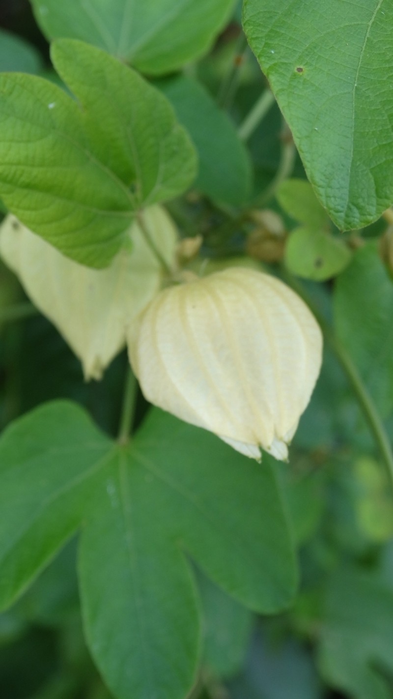 Dalechampia tiliifolia photo 2