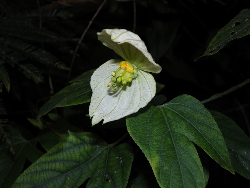 Dalechampia tiliifolia photo 3
