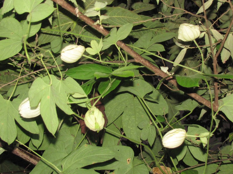 Dalechampia tiliifolia photo 4
