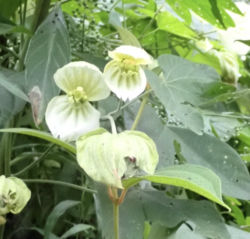 Dalechampia tiliifolia photo 5