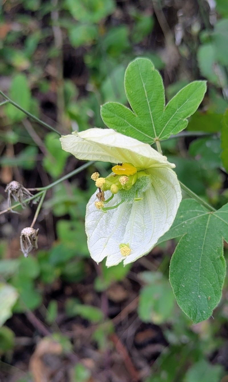Dalechampia tiliifolia photo 6