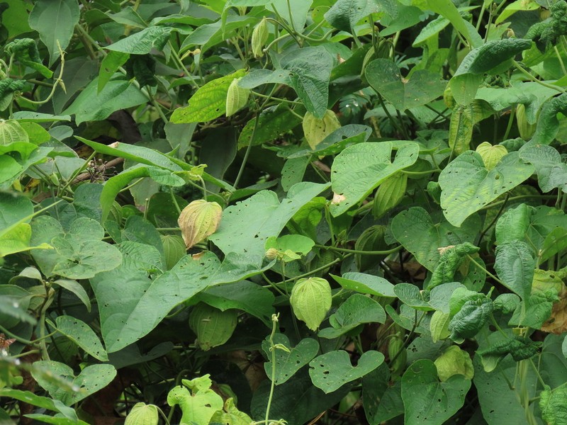 Dalechampia tiliifolia photo 7