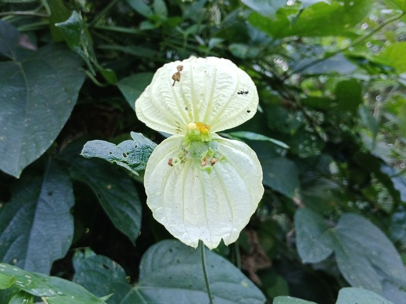Dalechampia tiliifolia photo 8