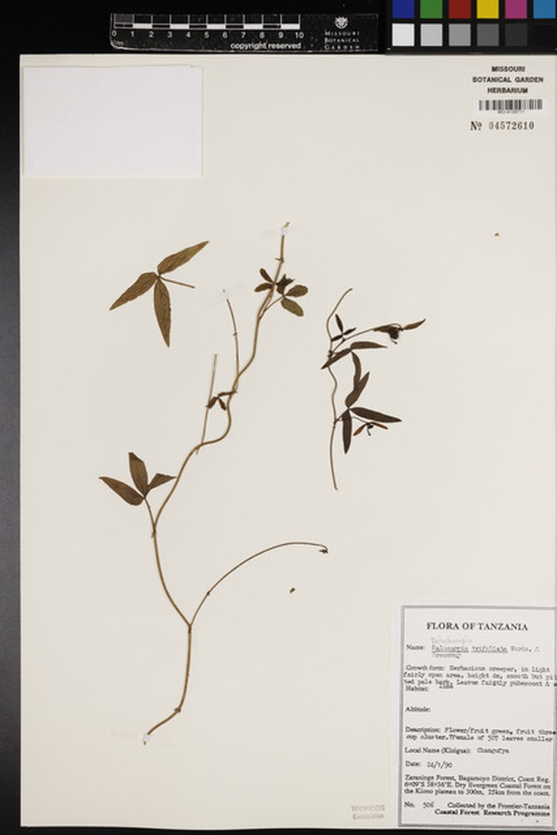Dalechampia trifoliata photo 2