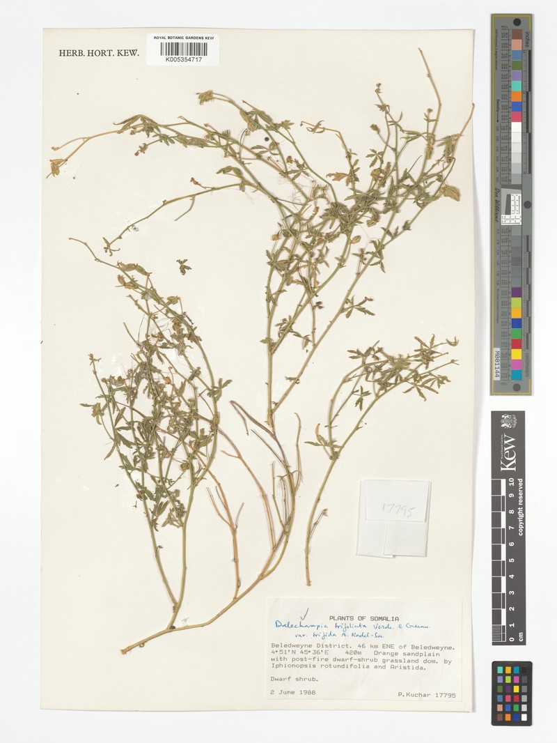 Dalechampia trifoliata var. trifida