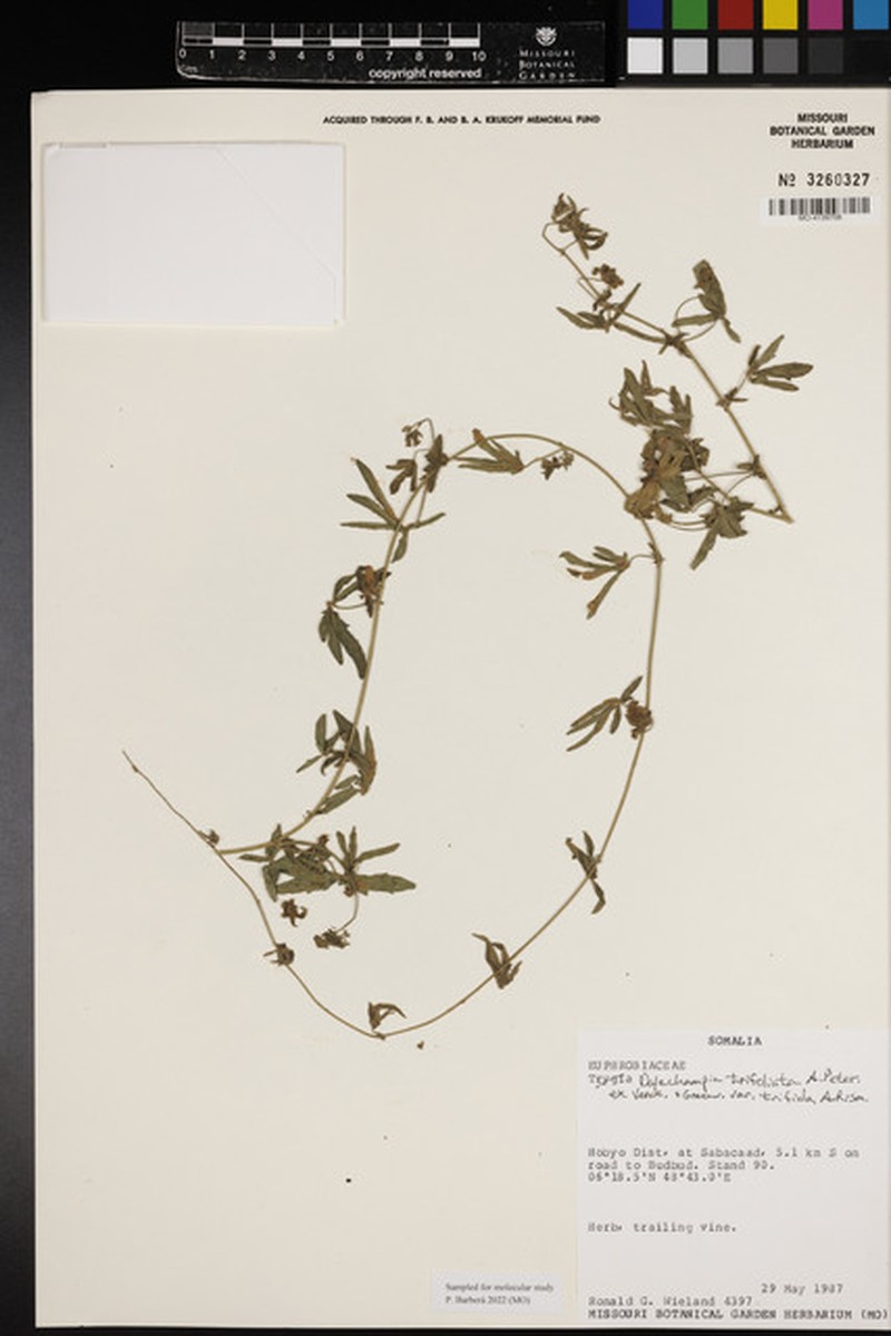 Dalechampia trifoliata var. trifida photo 2