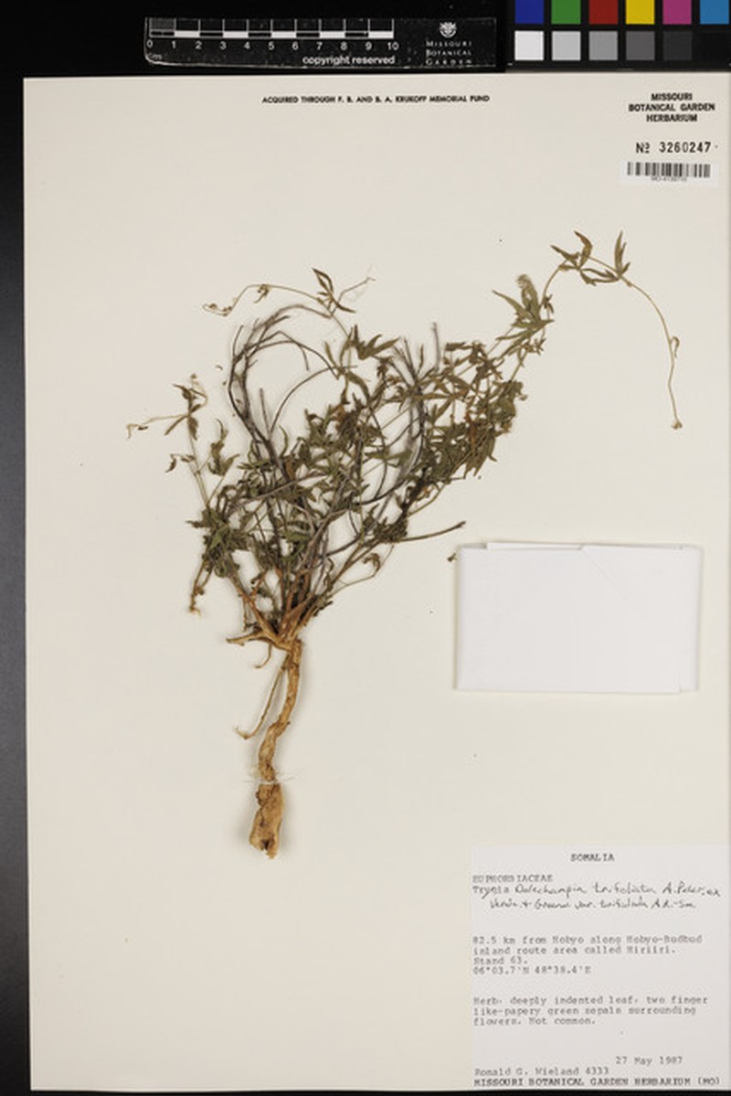 Dalechampia trifoliata var. trifida photo 3