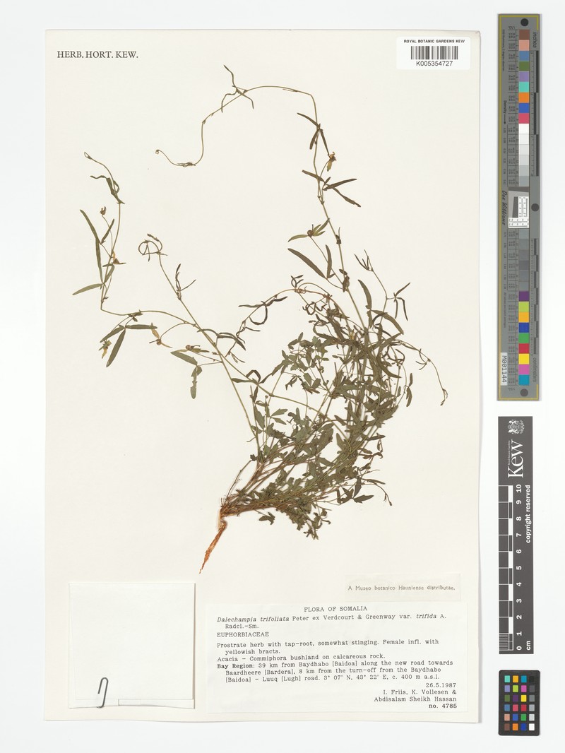 Dalechampia trifoliata var. trifida photo 4
