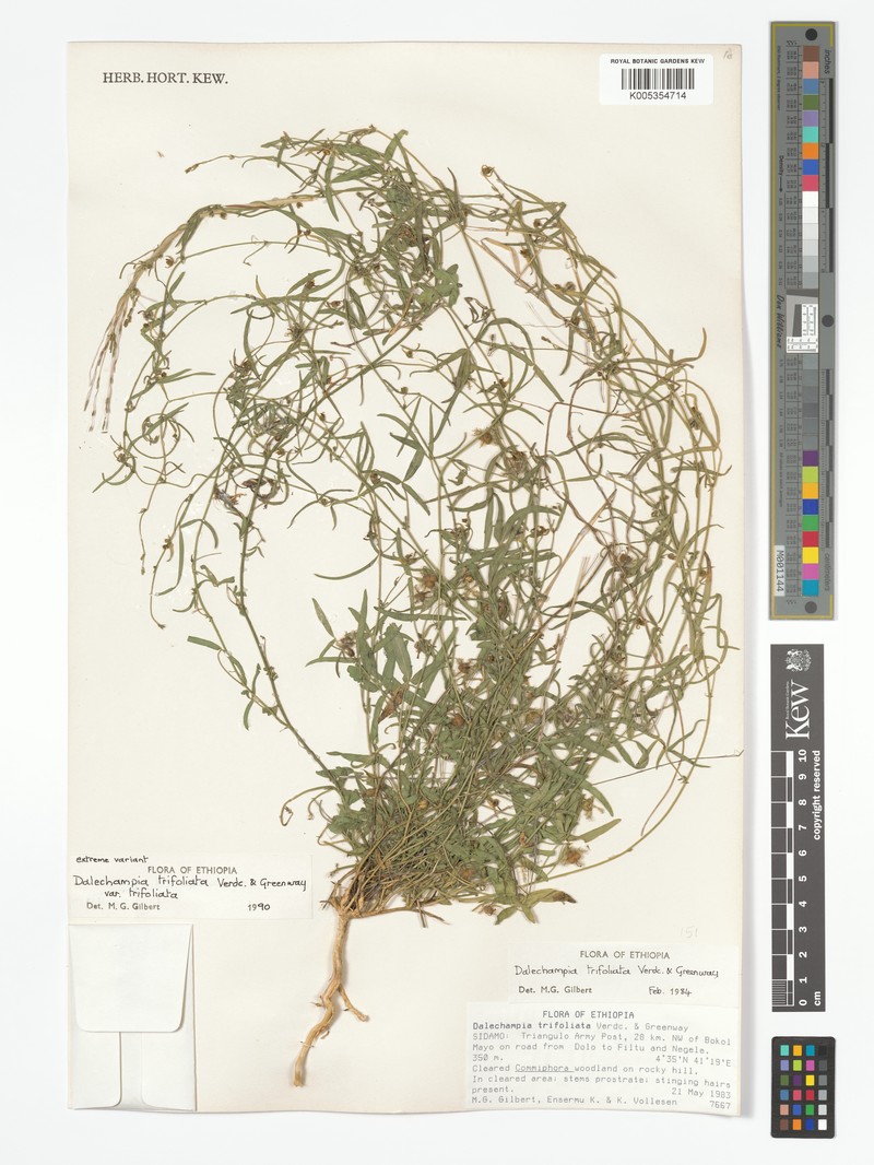 Dalechampia trifoliata var. trifoliata