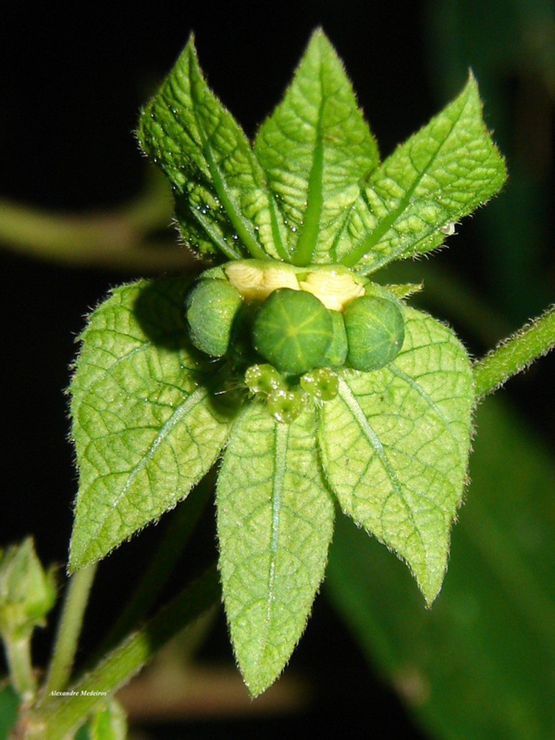 Dalechampia triphylla