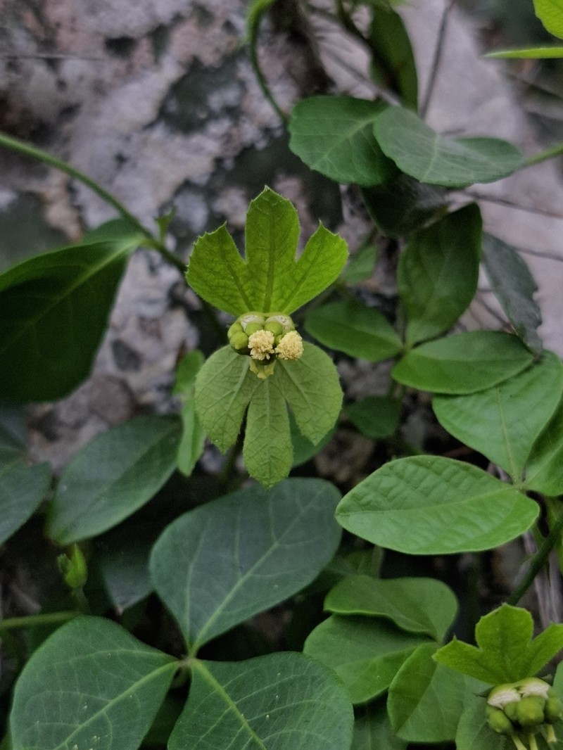 Dalechampia triphylla photo 2