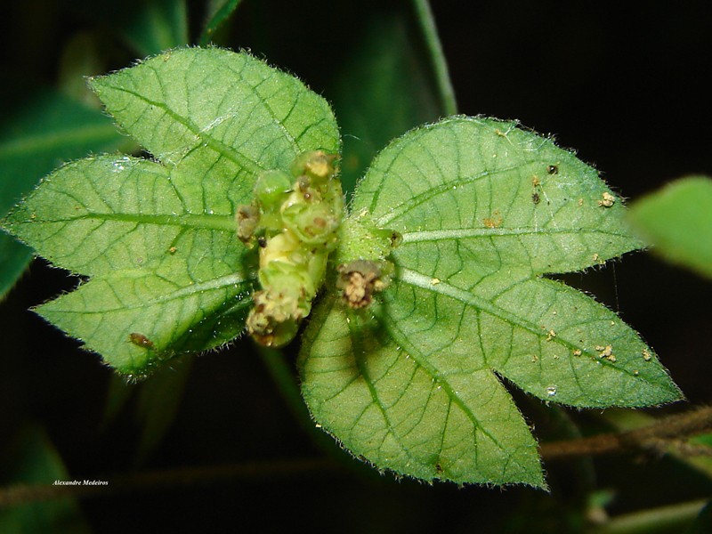 Dalechampia triphylla photo 3