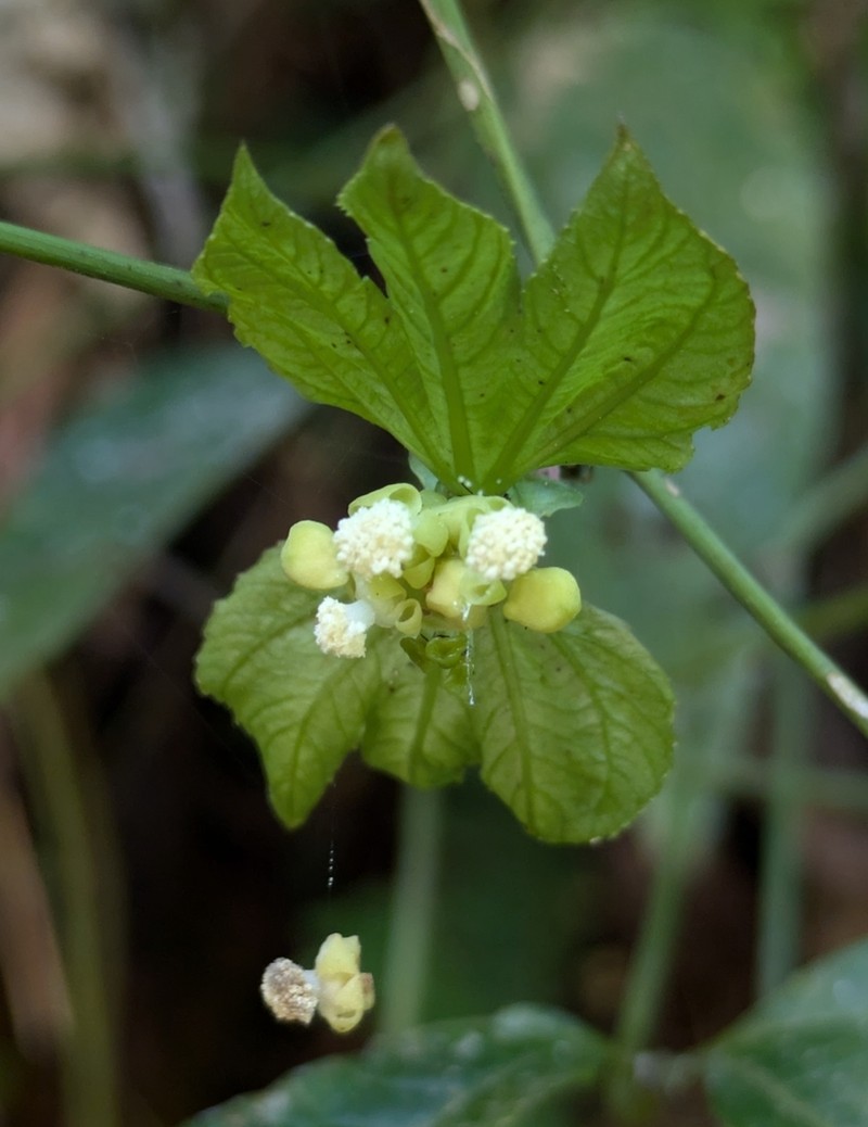 Dalechampia triphylla photo 4