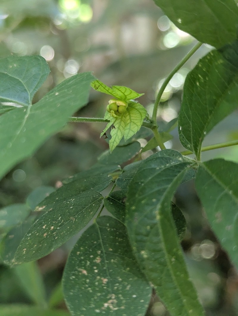 Dalechampia triphylla photo 6