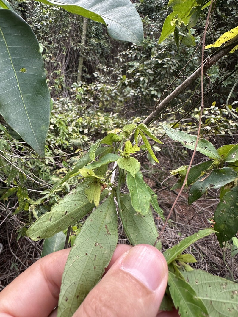 Dalechampia triphylla photo 7