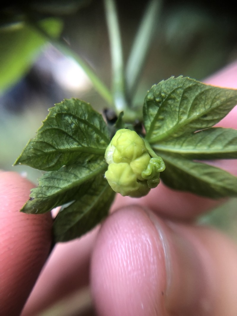 Dalechampia triphylla photo 8