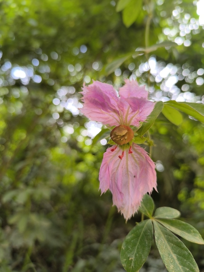 Dalechampia violacea