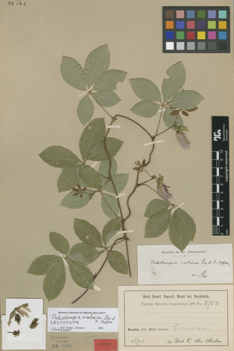 Dalechampia violacea photo 3