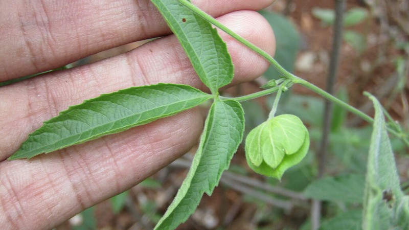 Dalechampia weberbaueri