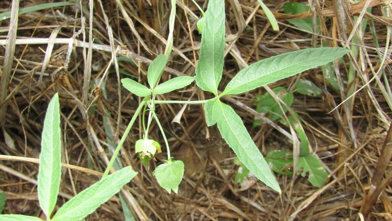 Dalechampia weberbaueri photo 2