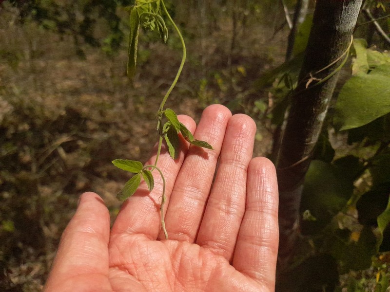 Dalechampia weberbaueri photo 3