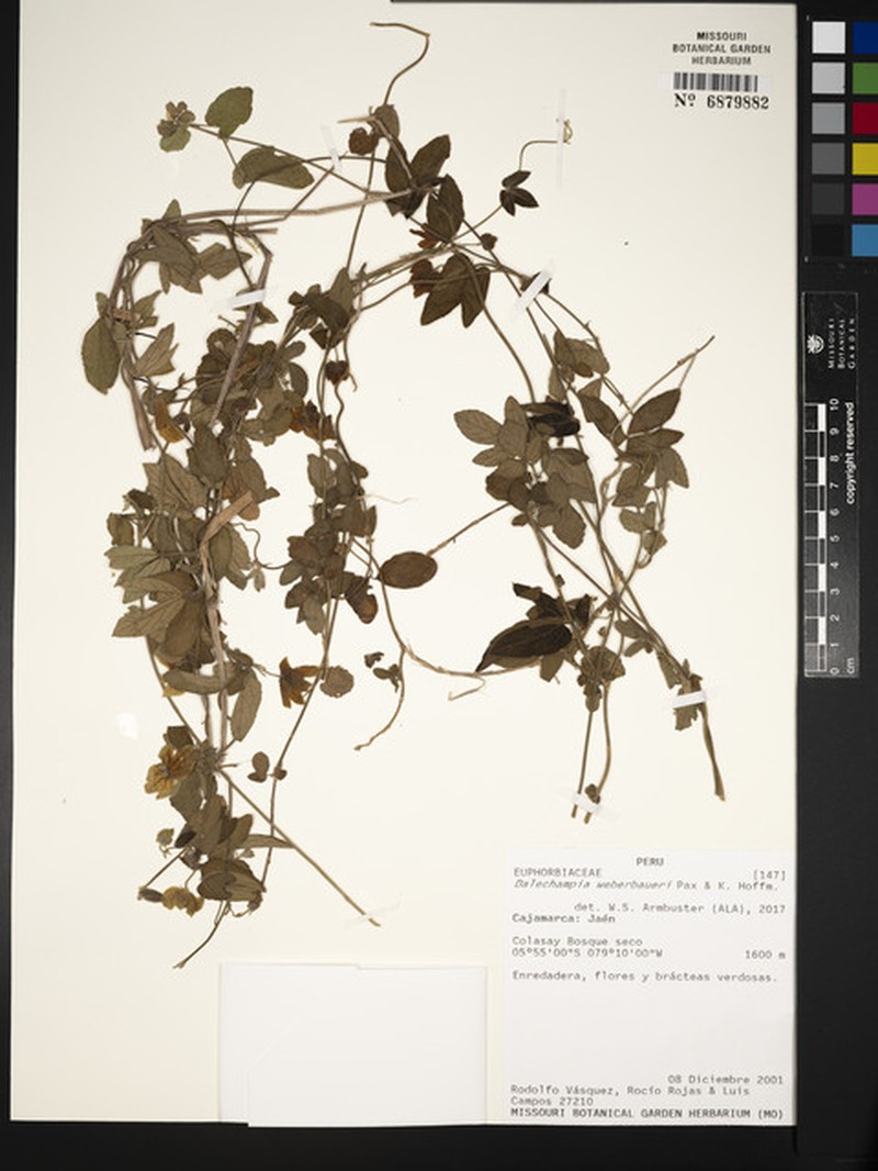 Dalechampia weberbaueri photo 4