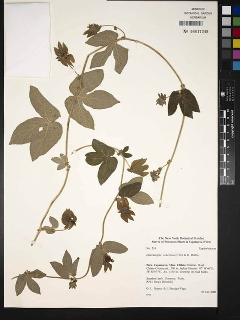 Dalechampia weberbaueri photo 5
