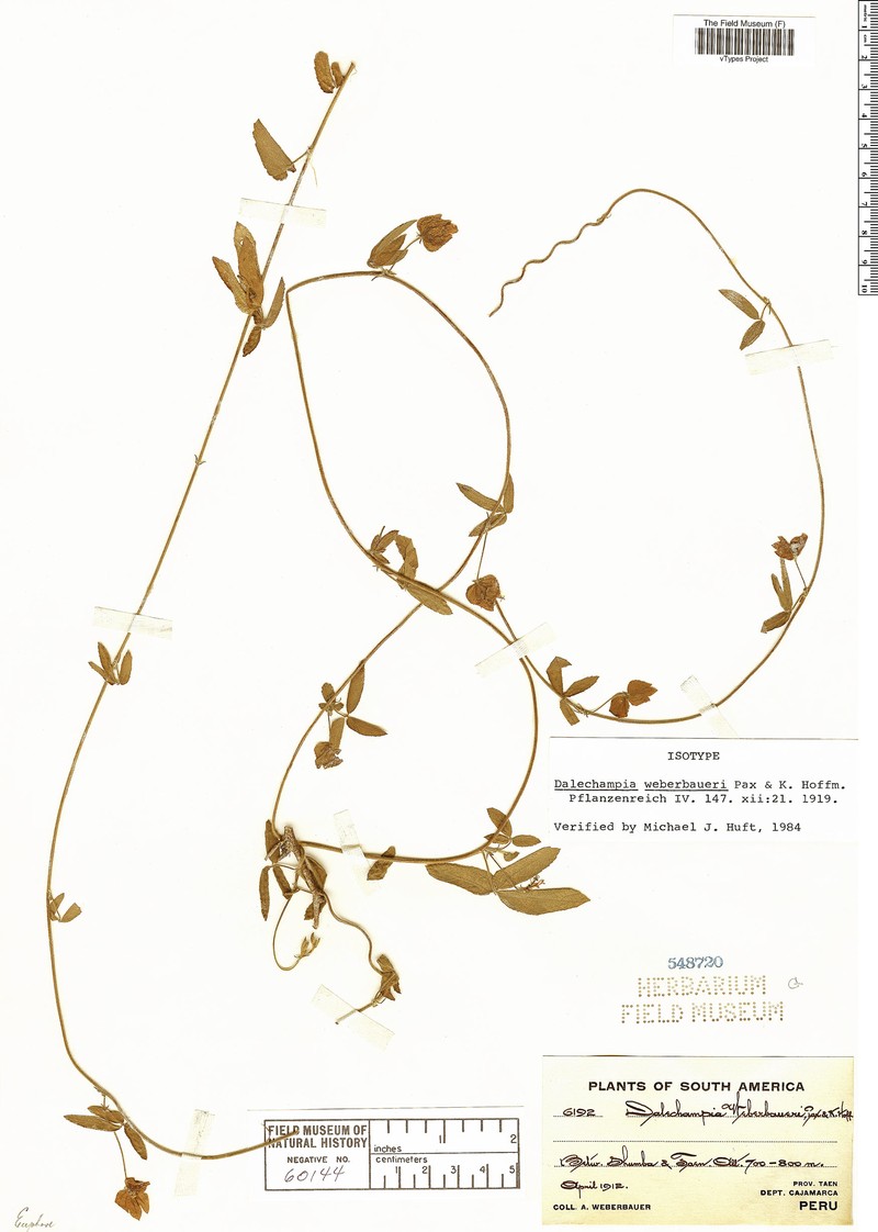 Dalechampia weberbaueri photo 6