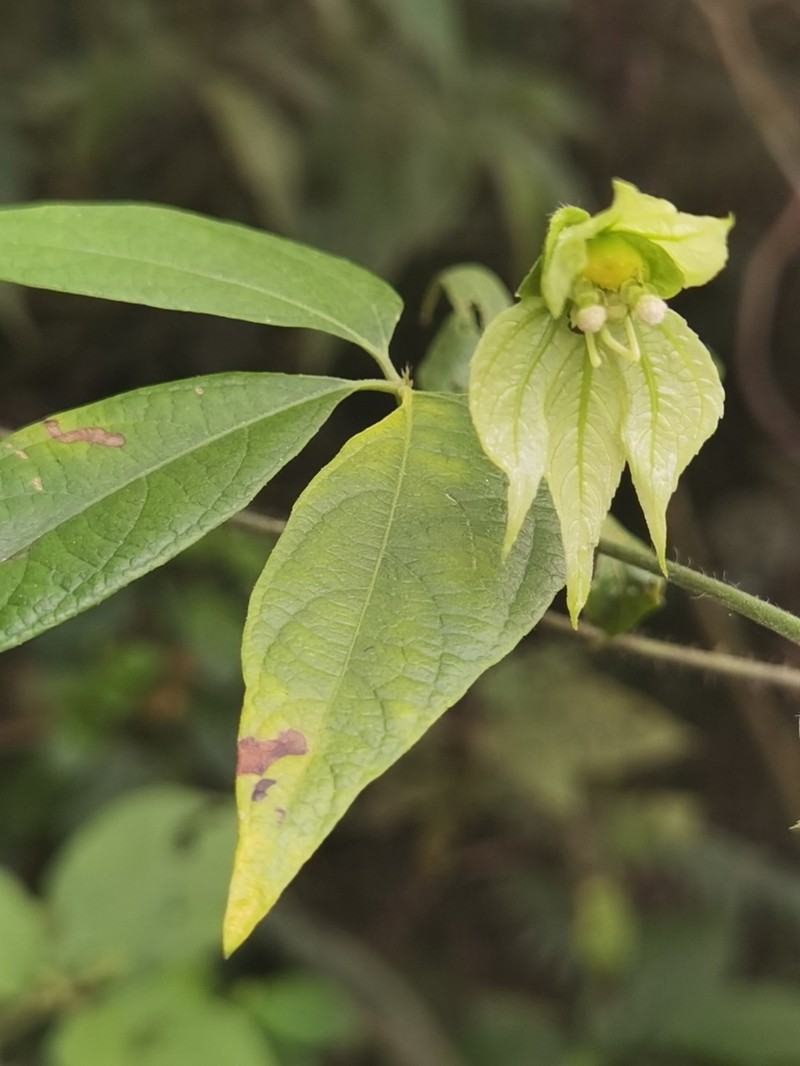 Dalechampia websteri