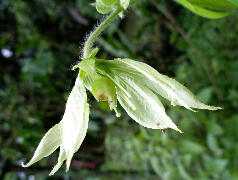 Dalechampia websteri photo 2