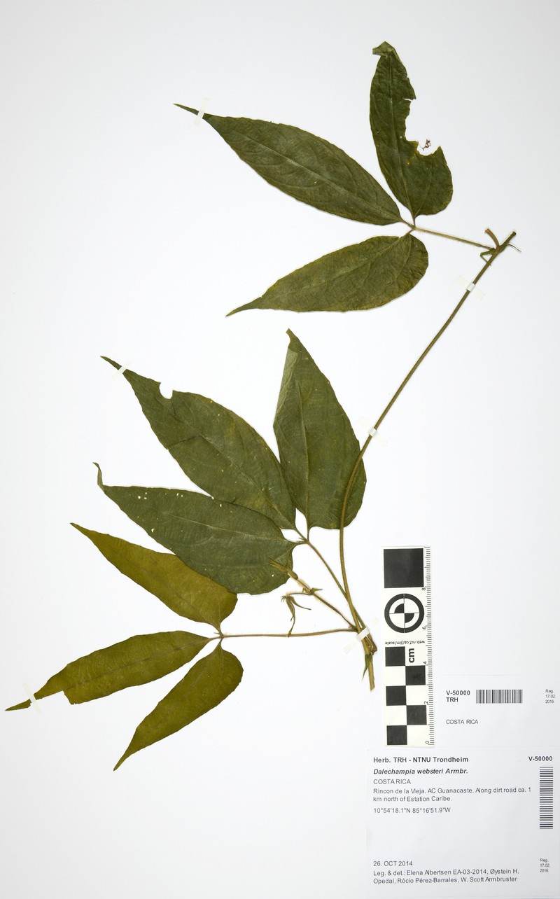 Dalechampia websteri photo 3